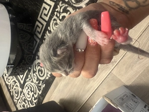 Katzenbaby heute geboren