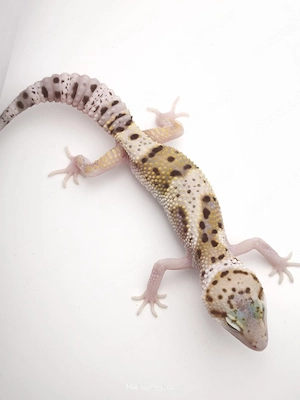 Eublepharis macularius - Leopardgecko