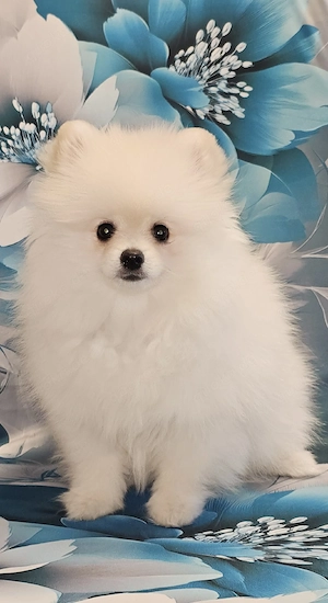 Welpen Pomeranian Zwergspitz 