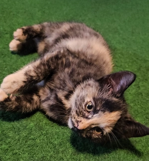 3 wunderschöne Katzen abzugeben