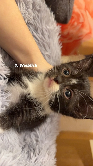 5 liebe kitten  