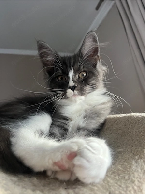 Maine Coon KATER m.Papieren 