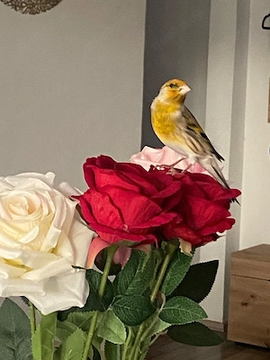 Kanarienvogel (Hahn) mit schönem Gesang 