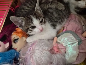 Süßes Katzenmädchen, 2 Monate alt, sucht ein liebevolles Zuhause   