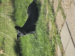 Mischling Labrador Schäferhund 