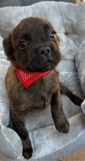 Französische bulldoggen (nur noch zwei) 
