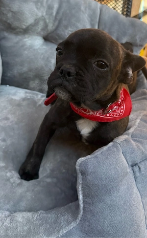 Französische bulldoggen (nur noch ein mädel) 