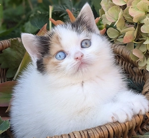 Besonders BKH Mädchen in black tortie white odd eyed sucht Traumzuhause