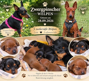 Süße Zwergpinscher Welpen suchen ein liebevolles Zuhause