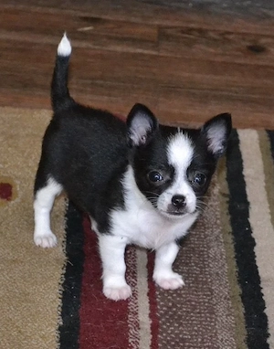 Traumhaftes Chihuahua-Mädchen sucht ein Körbchen auf Lebenszeit