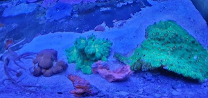Korallen, Aquariumauflösung