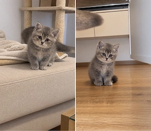 BKH Kitten