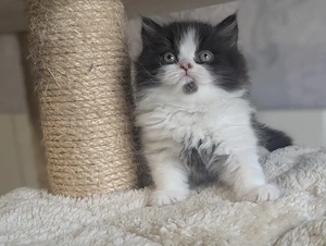 BKH Katerchen in black white super zutraulich 