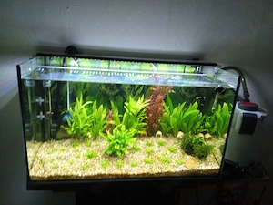 Aquarium 126l