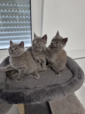 BKH Kitten 12 Wochen alt. Abgabebereit
