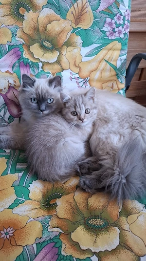 Katze Baby 