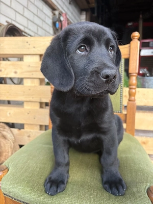 Labradormixwelpen 