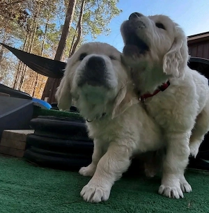 Golden-Retriever-Welpen suchen ein neues Zuhause 
