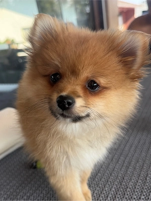 Pomeranien Zwergspitz 