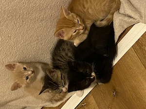 Katzen Baby Kitten ab sofort 