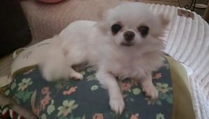 Chihuahua Mädchen Mini Langhaar 
