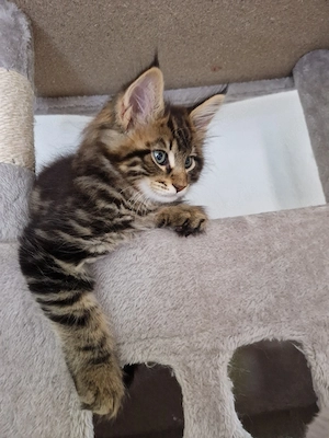 Maine Coon XXL Reinrassige 