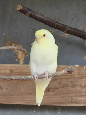 nestjunge Wellensittiche rainbow gelb