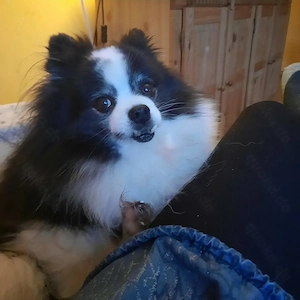 Deckrüde Zwergspitz Pomeranian 