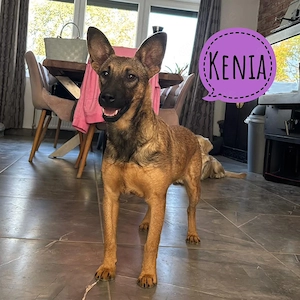 Kenia, bildhübsche, liebe und verschmuste Mischlingshündin, Malinois, Belgischer Schäferhund