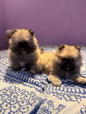 Pomeranian Zwergspitz Welpen