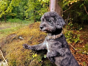 Süßer, total braver Maltipoo Rüde kastriert 5j. 5,4kg 30cm hoch schwarz-grau Familienhund 