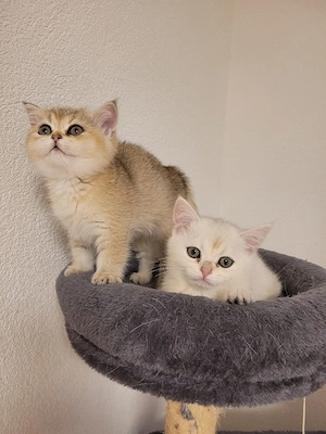 BKH Kitten Abgabebereit 