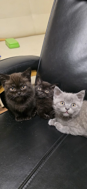 BKH kitten 