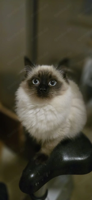 Neva Masquarada Sibirische Katze reinrassig
