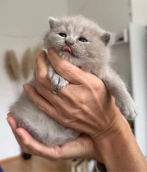 BKH Kitten, katzen Babys, Kätzchen