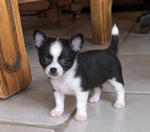 Bezauberndes Chihuahua-Mädchen in beste Hände abzugeben