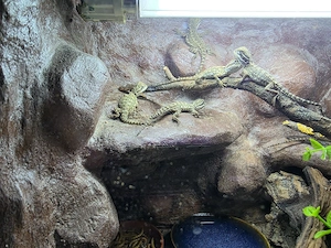Zwergbartagame 