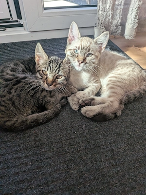 Wunderschöne Bengal Mix absofort auszugsbereit! Sehr kuschelig, verspielt und Kletterbegeistert 