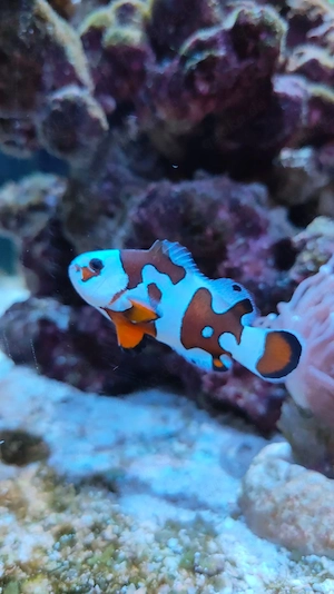 Meerwasserfische in liebevolle Hände abzugeben 