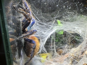 Vogelspinnen abzugeben 