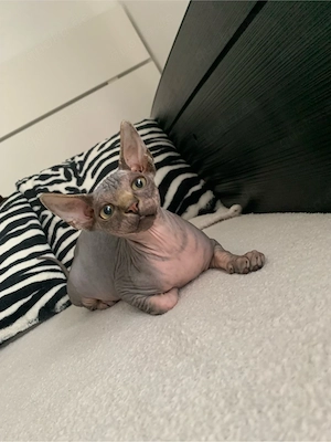 sphynx kätzchen 