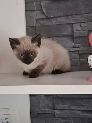 Süßer Kater sucht ein liebevolles Zuhause