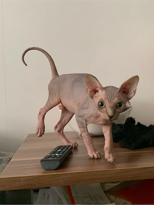 sphynx kätzchen 