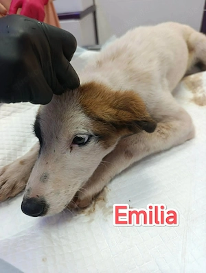 Emilia - eine kleine Schönheit sucht ihre Menschen