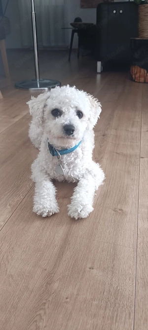 Reinrassiger Bichon Frise Deckrüde 