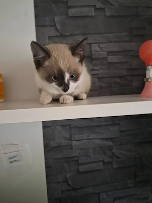 Süße kleine Katze sucht ein liebevolles Zuhause
