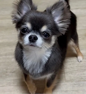 Chihuaha mädchen sucht zuhause 