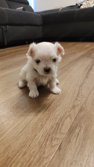 Welpen Maltese zum Verkauf