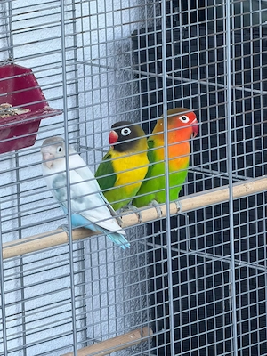 3 Agaporniden mit Käfig