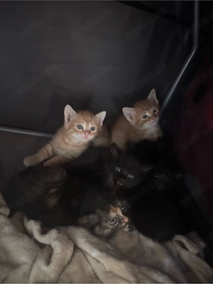 katzen babys 